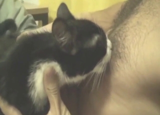 Good-looking cat uses its tongue to get the guy up