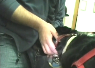 Slutty cocksucker Labrador gets fucked orally