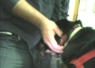 Slutty cocksucker Labrador gets fucked orally
