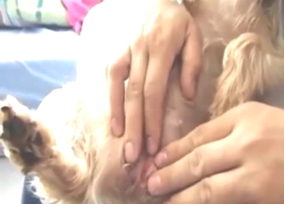 HJ for Yorkshire Terrier with a nice small dick