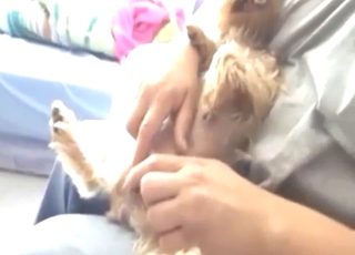 HJ for Yorkshire Terrier with a nice small dick