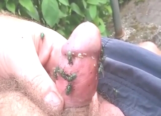 Cock reeks of sh** and flies enjoy that a lot