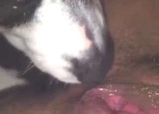 Sexed-up beast licking ass and pussy up close
