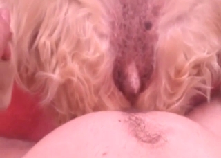 En golden retriever nyder analsex for meget, mens han dybt glider ind i den varme, fugtige åbning me