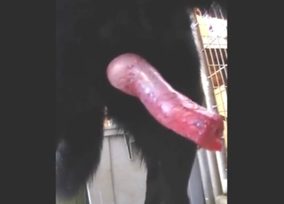 Solo orgasm scene showing a sexy black dog