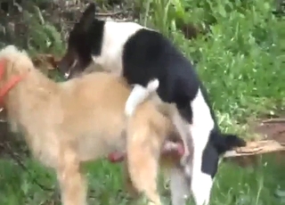 Sneaky gay anal fucking with two out dogs