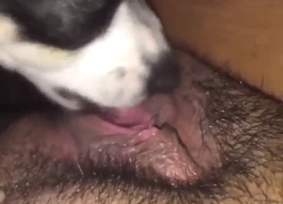 Hairy pussy and asshole of a zoophile serviced