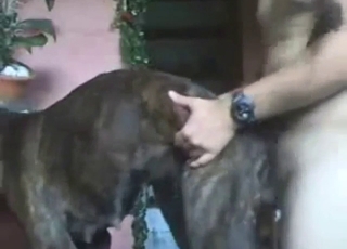 Brown-grey dog gets fucked from behind deep