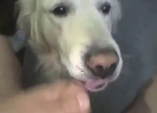 White dog with a cute face licking a nice cock