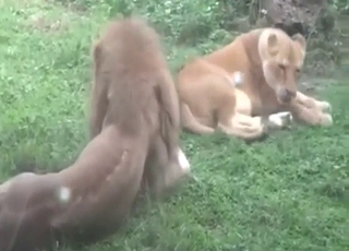 Lion-on-lion fuck with two animals mating hard