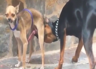 Dog-on-dog tease will lead to harder fucking