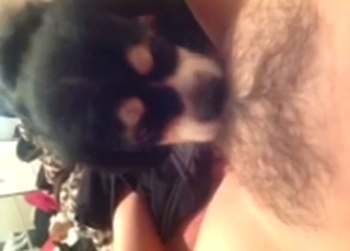Hairy mommy has her tiny dog stepson licking