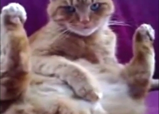 Zoo porn shows a masturbating cat cumming