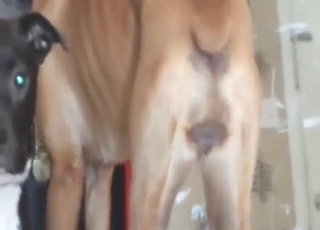 Boxer dog tease with sexy pussy being flaunted