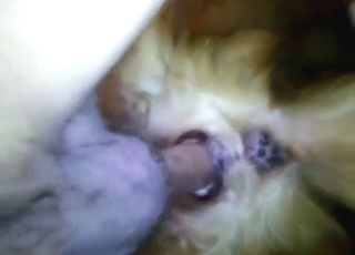 Tiny dog ragdolled by a guy with a huge penis