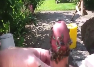 Fly-catcher cock is being flaunted outside