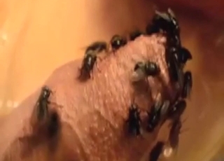 مگھیاں اس کے گندے لنگ کے سر پر حملہ کر رہی ہیں