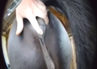 Una pony nera con una grande culetto si gode strofinare