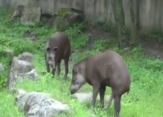 Tapir porn showing sexy, cute animals fucking