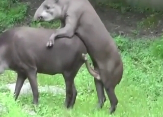 Tapir porn showing sexy, cute animals fucking