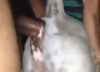 Well-hung guy fucking a dog from behind, deep