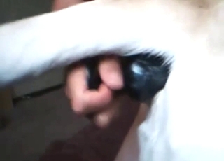 White dog is going to enjoy anal play in this one