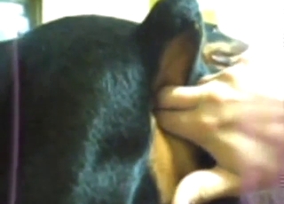 Zoo porn looks great with that black dog cumming
