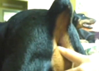 Zoo porn looks great with that black dog cumming