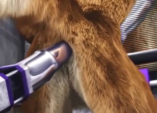 Zoo porn shows a furry creature getting off