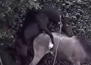 Latina brunette wants to fuck a horse today
