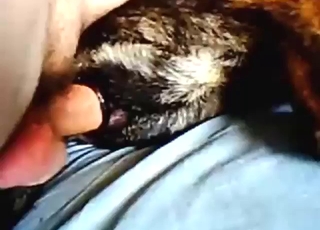 Hairy dog hole getting fucked by human dick