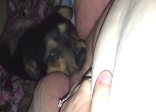 Black dog pleasing a zoophile's pussy here