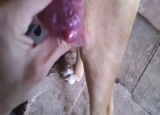 Zoophile dude prepping to jerk off a dog