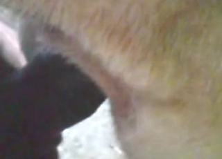 Animal's tight asshole gets stretched by a guy