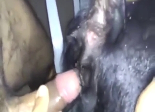 Impressive zoo sex with a guy and his big dick