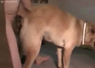 The fat ass of this hound is banged hard in doggy style