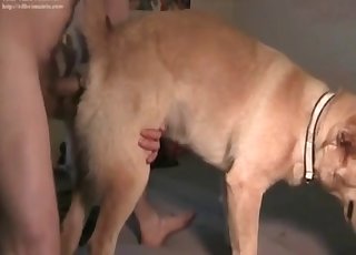 The fat ass of this hound is banged hard in doggy style