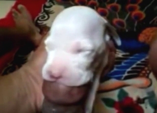 Start them young with that bestiality sex