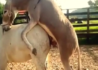 Every zoophile should be watching donkey porn