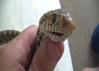 Horny zoophile has plans for that slutty snake