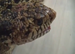 Horny zoophile has plans for that slutty snake
