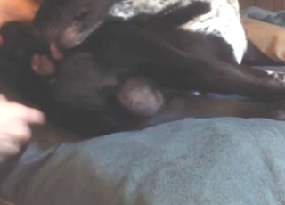 Zijsides bestiality sex met een zwarte beest, vuil en passioneel