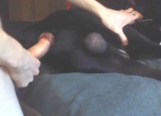 Sideways bestiality sex with a black beast