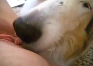 Hard-working doggo licking that zoophile vag