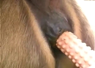 Horse zoo porn shows a sexy animal cumming