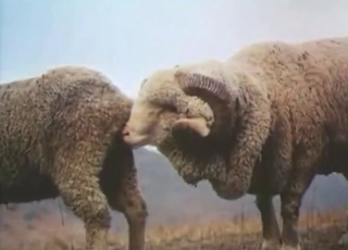 Every zoophile must love sheep-fucking porn
