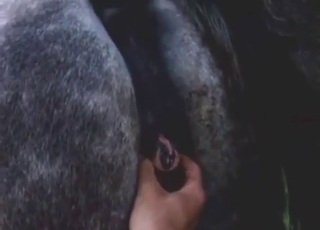 Peak bestiality sex with a black beast taking it
