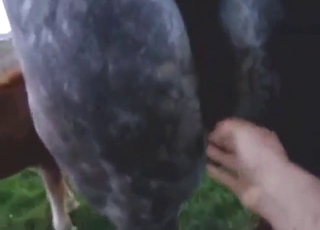 Peak bestiality sex with a black beast taking it
