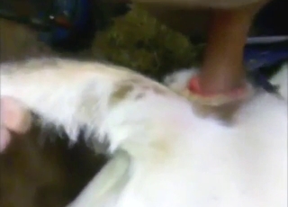 Prijazna zoofilna pornografija z blizu zajetim kravjim trganjem