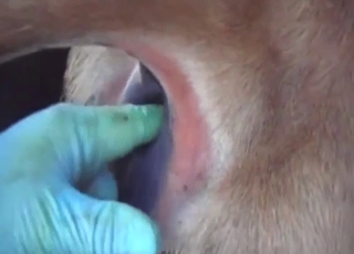 Cow in zoo sex: hot fingering and nice close-ups